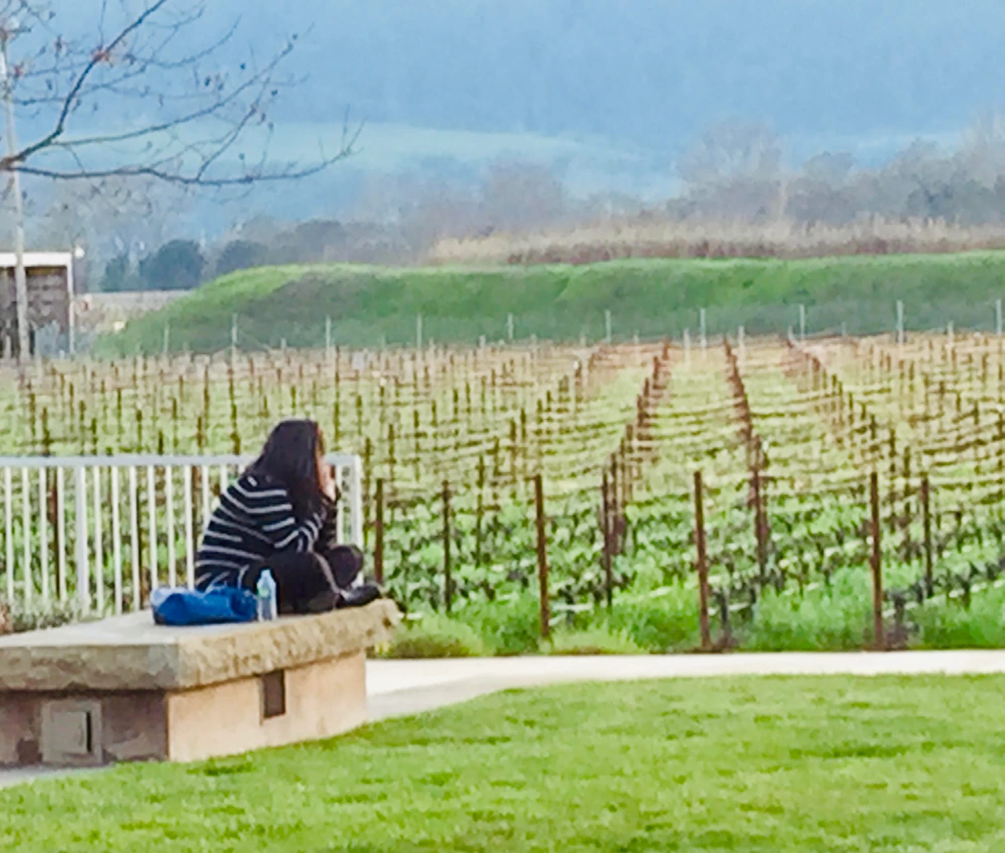 The vineyard at sunset at Alpha Omega