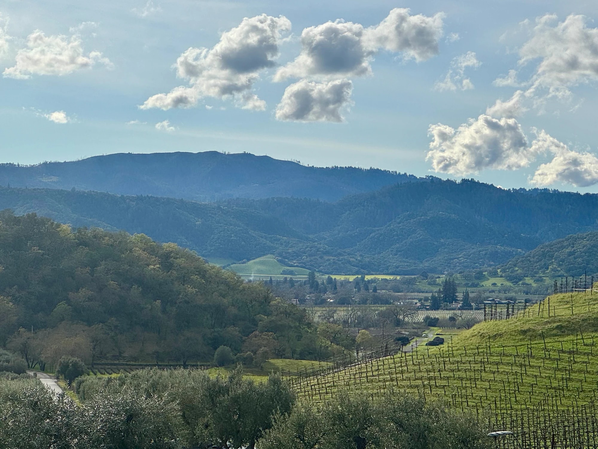 Vineyard rows at Shafer Vineyards in Napa Valley