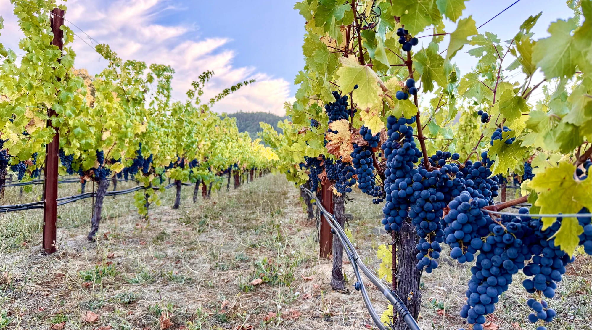 On the vine