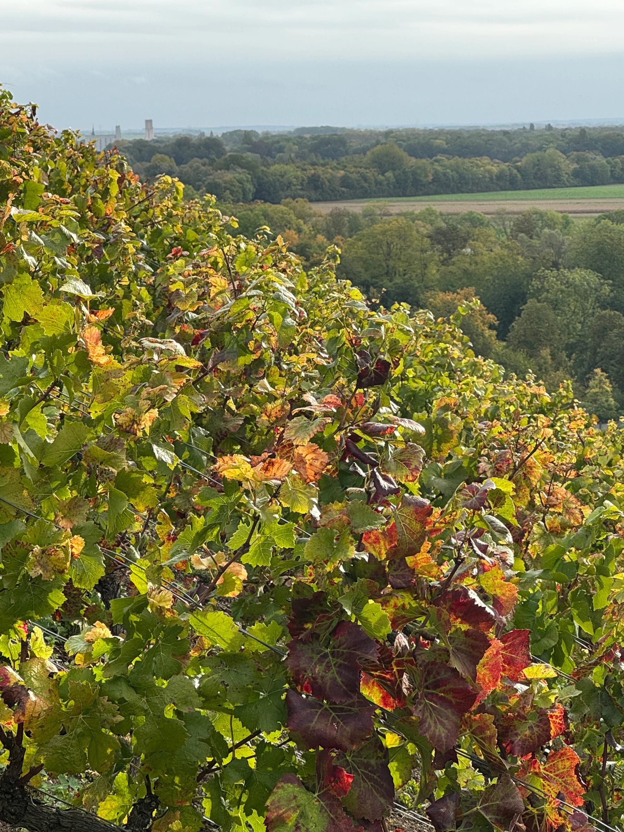 Vineyards in autumn