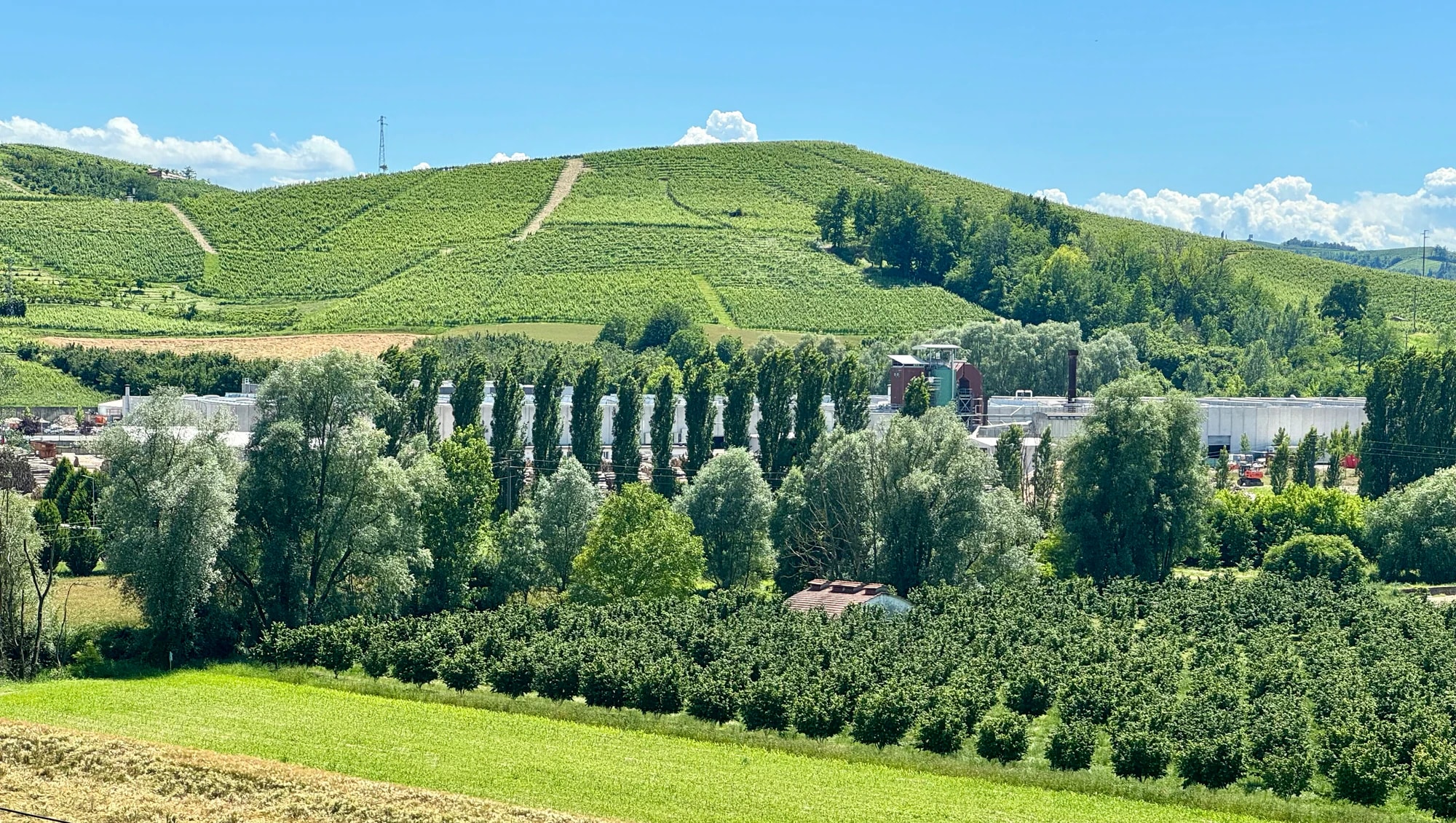 Vineyard-covered hills in Piedmont